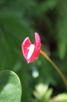 /album/kuranda/img-2826-533x800-jpg/